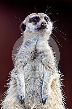 Meerkat Suricata suricatta, also known as the suricate