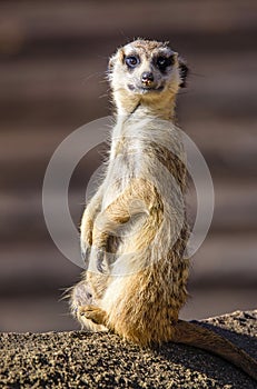 Meerkat Suricata suricatta, also known as the suricate