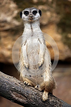 Meerkat (Suricata suricatta), also known as the suricate.