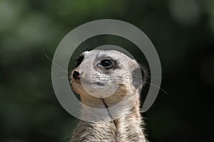 Meerkat (Suricata suricatta), also known as the suricate.