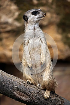 Meerkat (Suricata suricatta), also known as the suricate.