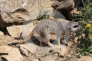 Meerkat (Suricata suricatta), also known as the suricate.