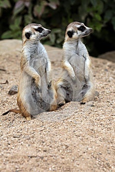 Meerkat (Suricata suricatta), also known as the suricate.