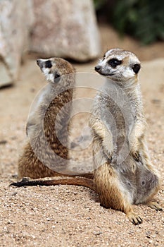 Meerkat (Suricata suricatta), also known as the suricate.