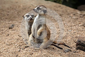 Meerkat (Suricata suricatta), also known as the suricate.