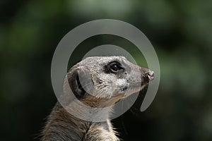 Meerkat (Suricata suricatta), also known as the suricate.