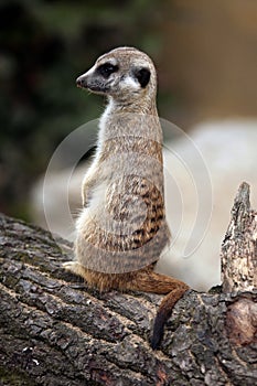 Meerkat (Suricata suricatta), also known as the suricate.