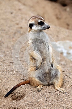 Meerkat (Suricata suricatta), also known as the suricate.