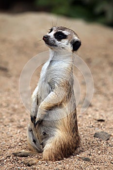 Meerkat (Suricata suricatta), also known as the suricate.