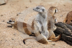 Meerkat (Suricata suricatta), also known as the suricate.