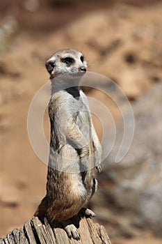 Meerkat (Suricata suricatta), also known as the suricate.