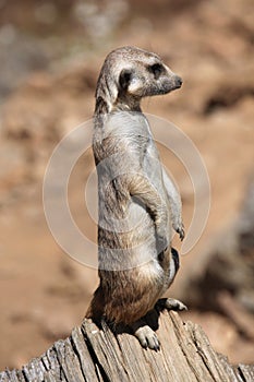 Meerkat (Suricata suricatta), also known as the suricate.