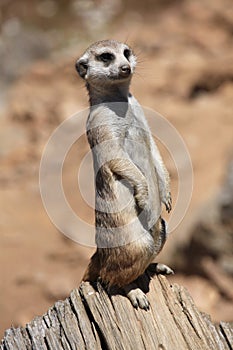 Meerkat (Suricata suricatta), also known as the suricate.