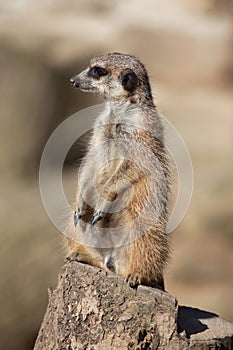 Meerkat (Suricata suricatta), also known as the suricate.