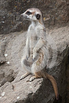 Meerkat (Suricata suricatta), also known as the suricate.