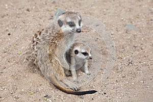 Meerkat (Suricata suricatta), also known as the suricate.