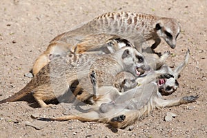 Meerkat (Suricata suricatta), also known as the suricate.