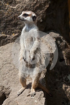 Meerkat (Suricata suricatta), also known as the suricate.