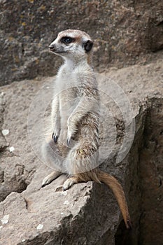 Meerkat (Suricata suricatta), also known as the suricate.