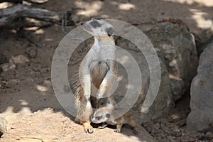 Meerkat (Suricata suricatta) photo