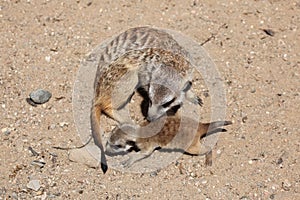 Meerkat (Suricata suricatta) photo