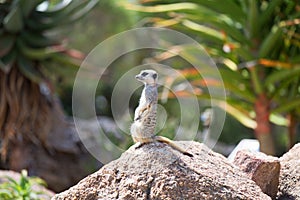 Meerkat (Suricata suricatta), also known as the suricate. Wild l