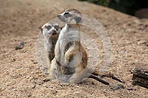 Meerkat (Suricata suricatta), also known as the suricate. photo