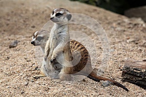 Meerkat (Suricata suricatta), also known as the suricate. photo