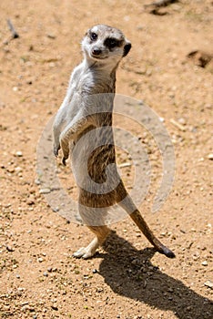 Meerkat Suricata suricatta, also known as the suricate. Wildlife animal