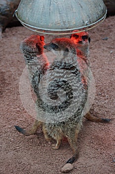 Meerkat - Suricata suricatta