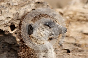 Meerkat photo