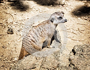 Meerkat (Suricata suricatta), close up portrait, animal theme