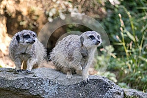 The meerkat (Suricata suricatta), couple of suricate