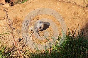 Meerkat - Suricata suricatta cub in its natural habitat