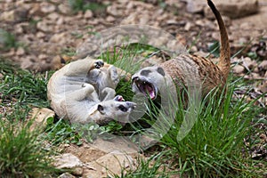 Meerkat - Suricata suricatta - Cubs lying on the ground and teasing with their mouths open