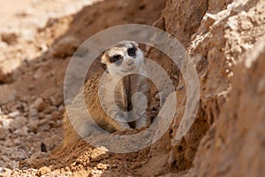 A meerkat Suricata suricatta digging rocks in the desert