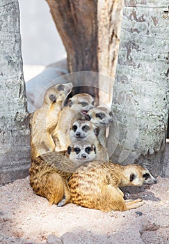 The meerkat (Suricata suricatta) family