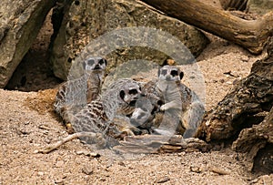Meerkat Suricata suricatta Family