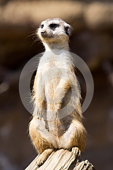 Meerkat, Suricata suricatta, female guard