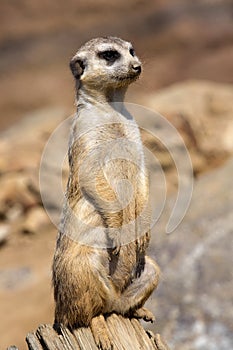 Meerkat, Suricata suricatta, female guard
