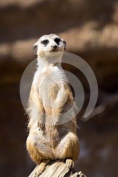 Meerkat, Suricata suricatta, female guard