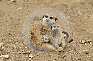 Meerkat, suricata suricatta, Female with Youngs