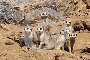 Meerkat - Suricata suricatta - in a group