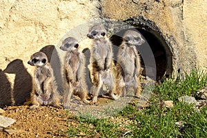 Meerkat, Suricata suricatta, a group of cubs basking in the morning sun