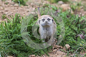 Meerkat - Suricata suricatta in a group in its natural habitat plays