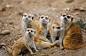 Meerkat, suricata suricatta, Group standing on Ground