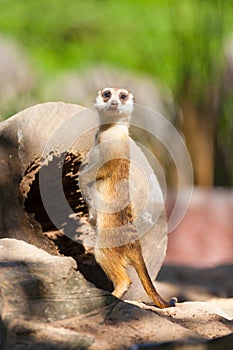 The meerkat (Suricata suricatta) guard