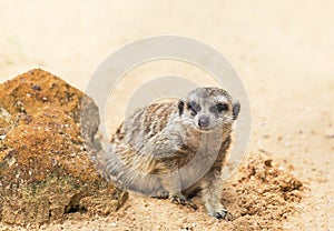 Meerkat suricata suricatta is looking alert