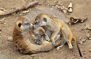 Meerkat, suricata suricatta, Mother and young