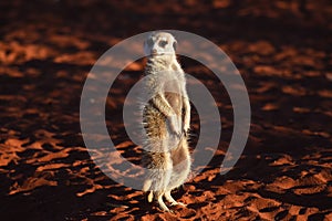 Meerkat suricata suricatta in the Namibian Desert.